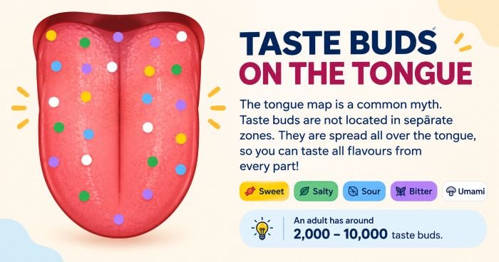 Taste Buds on the Tongue